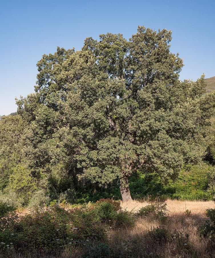 Chêne des Pyrénées mature dans un jardin ensoleillé et ouvert