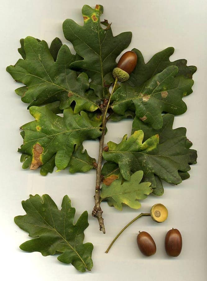 Pedunculate oak with characteristic crown structure