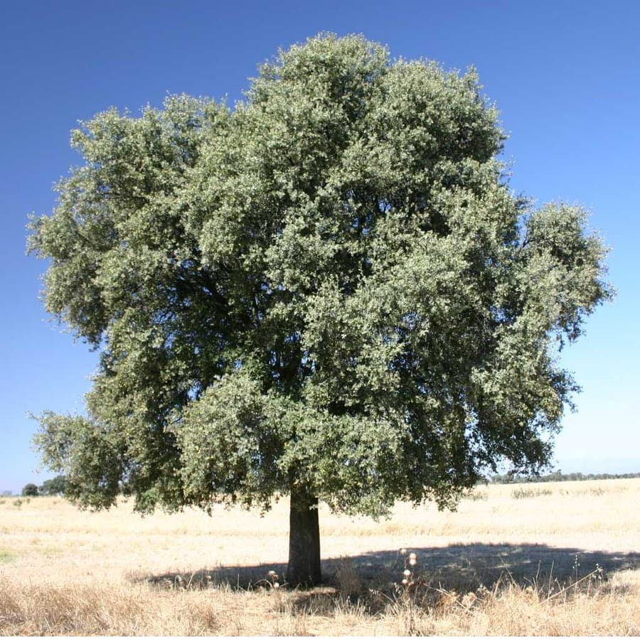 Holm oak with grey-green foliage and characteristic bark