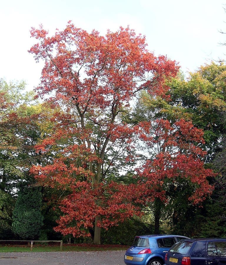 Northern red oak displaying brilliant red autumn foliage