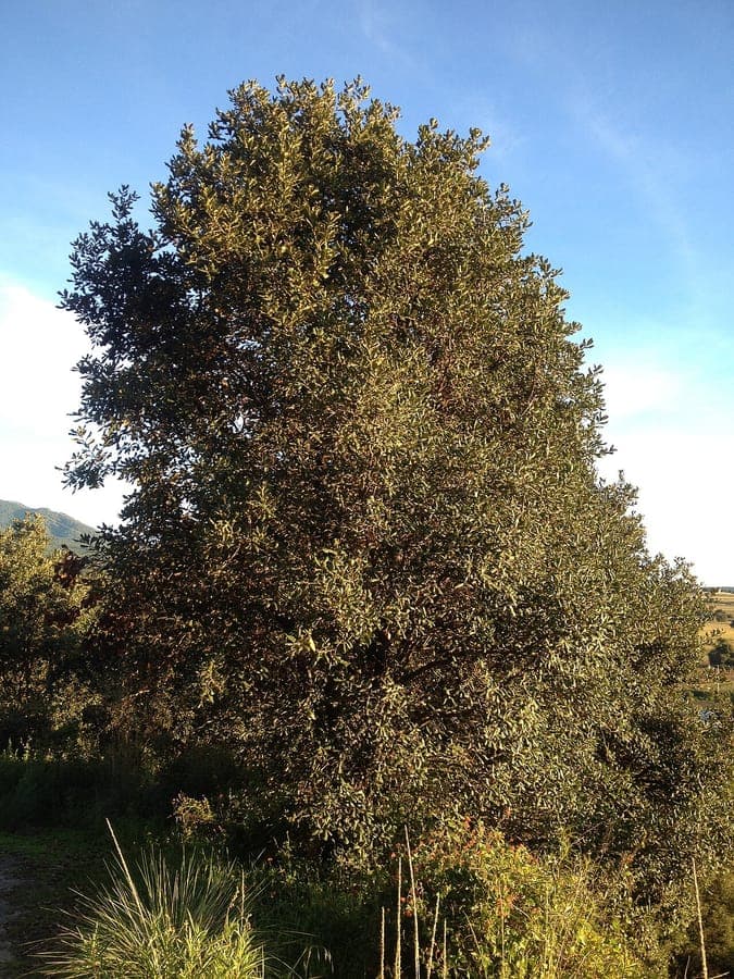 Netleaf oak showing characteristic wrinkled leaves in mountainous terrain
