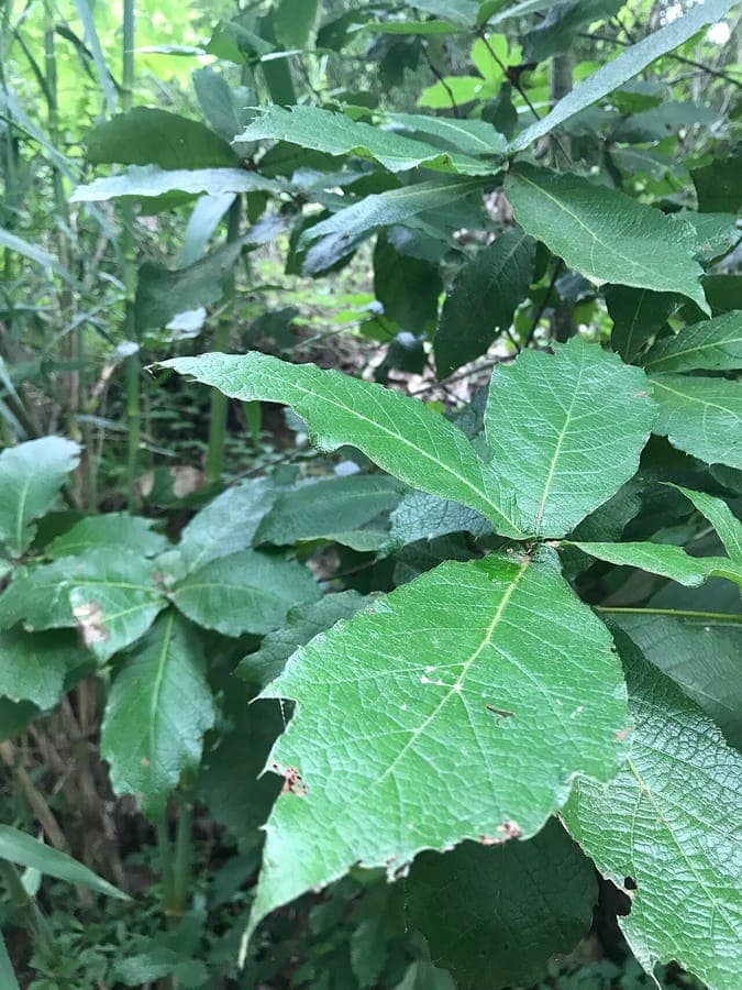 Zweige der Quercus rysophylla Eiche