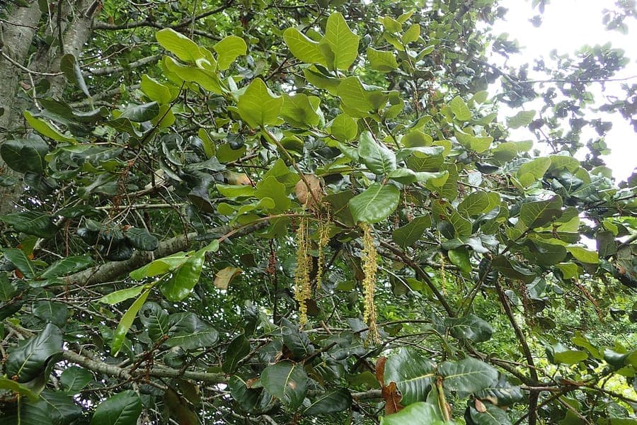 Quercus semecarpifolia chene brun en croissance
