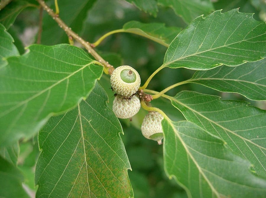 Bao li oak with characteristic leaves and branch structure
