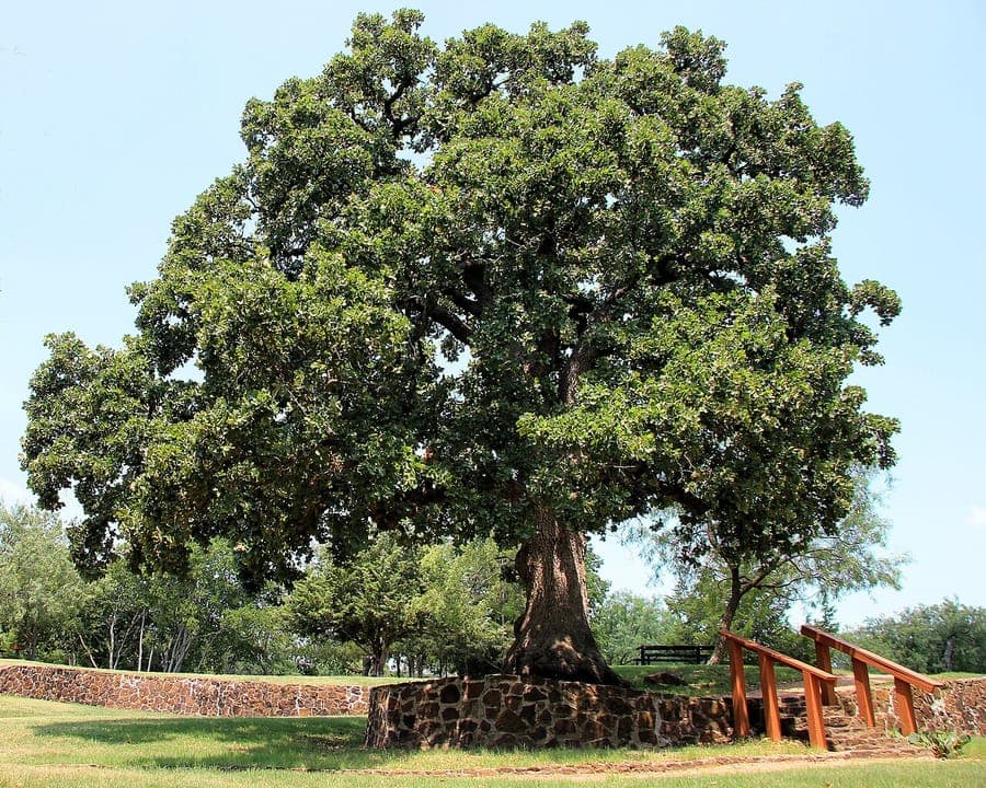 Post oak with characteristic leaves and growth form