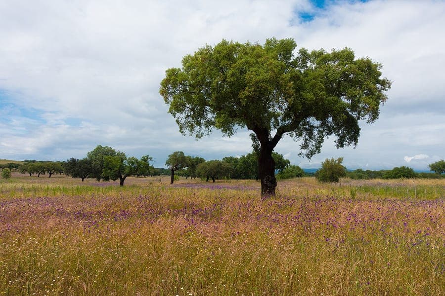 Mature cork oak with thick, textured cork bark and dense canopy in sun-drenched landscape
