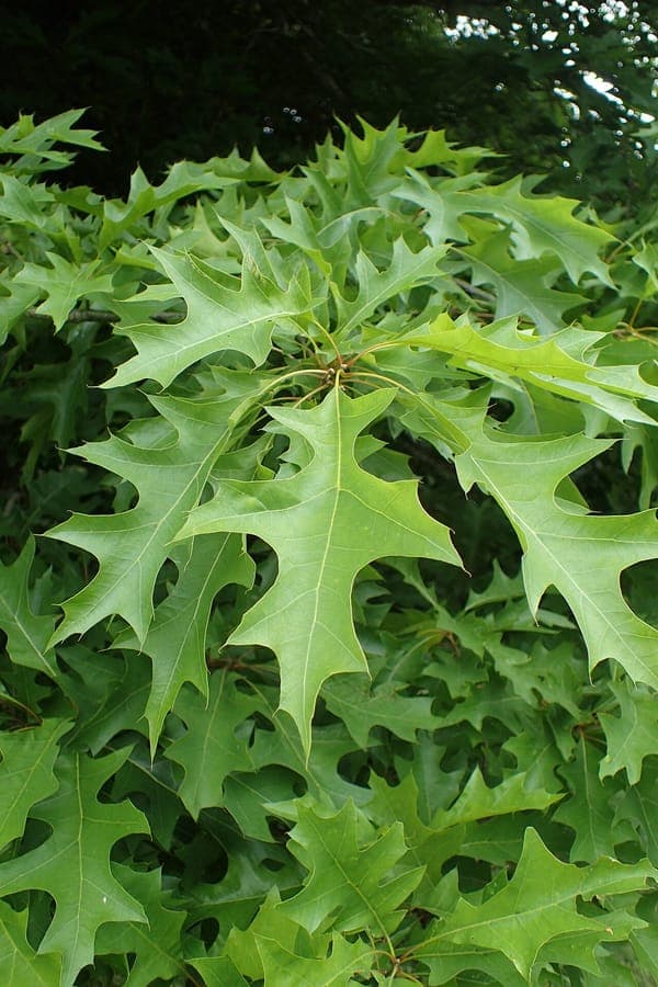 Texas red oak in full canopy