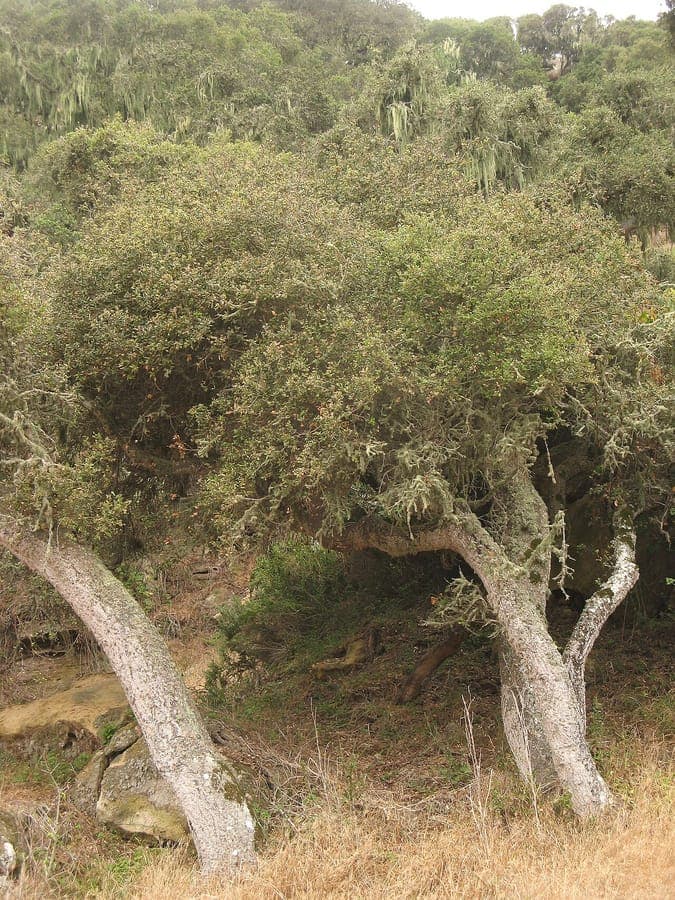 Island live oak with grayish-green foliage and dense form