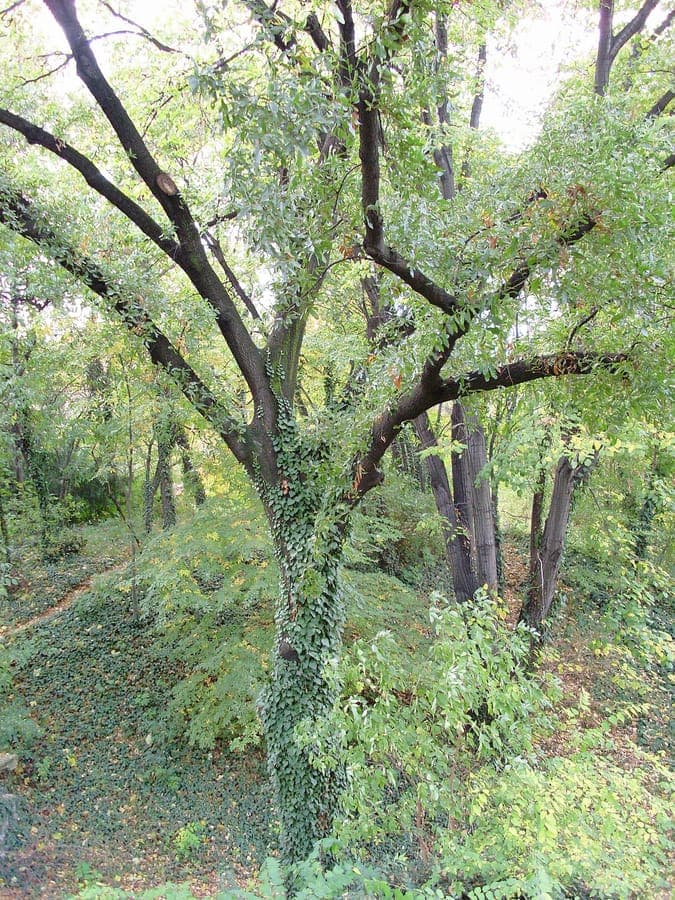 Macedonian oak in full autumn color, standing in an open landscape with natural undergrowth