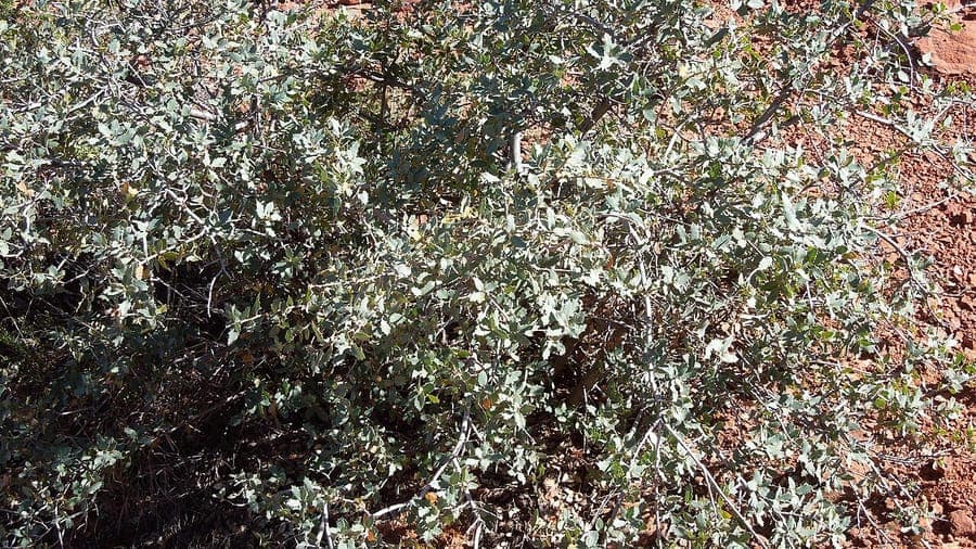 Sonoran scrub oak (Quercus turbinella) foliage and branches