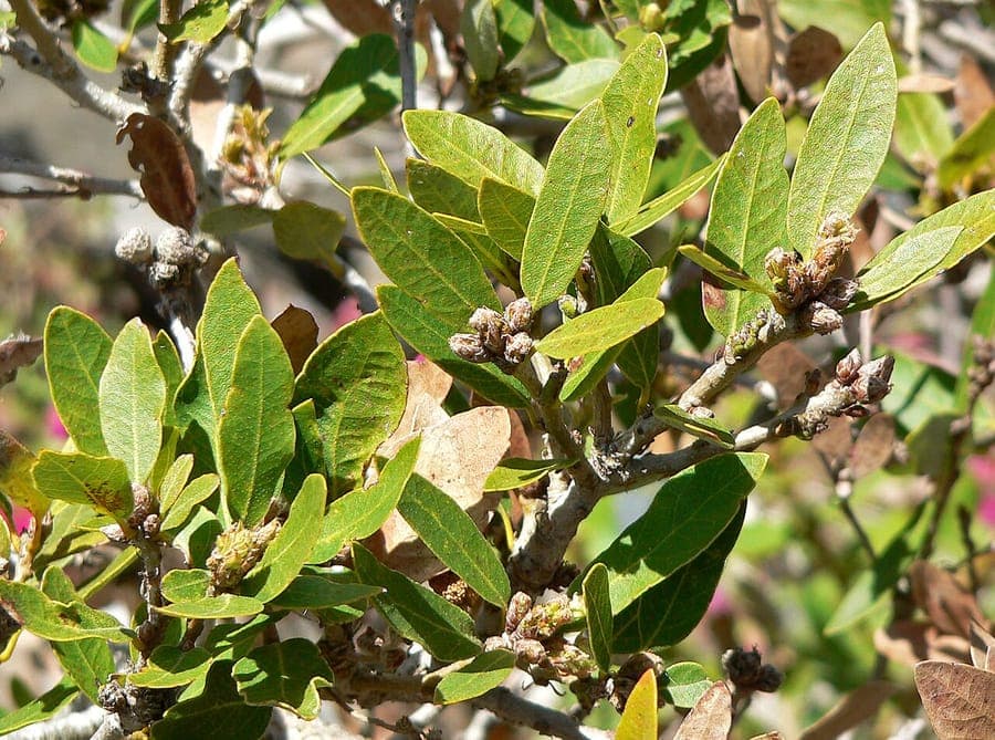 Blaubeereiche mit kleinen grunen Blattern in Alpenumgebung