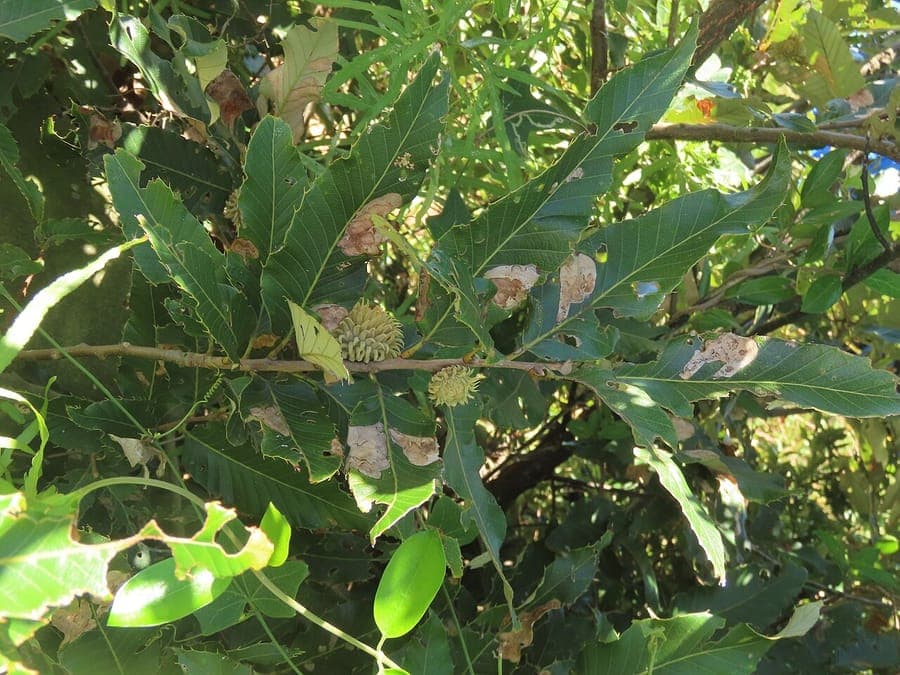 Chinese cork oak displaying characteristic ribbed cork bark