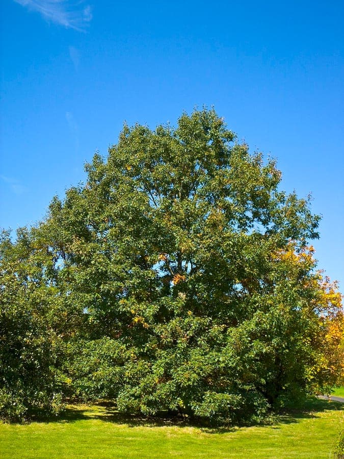Mature Quercitron oak with deeply furrowed bark and full canopy in autumn hues