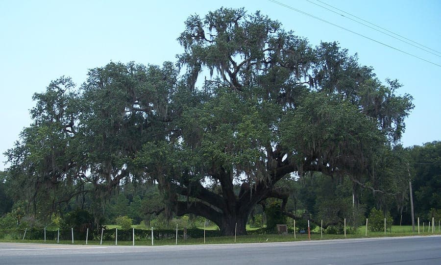 Chene vert d'Amerique avec large couronne et feuillage vert fonce
