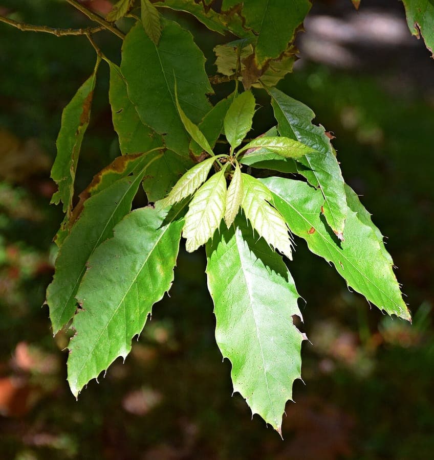 Blatter der Quercus xalapensis Eiche