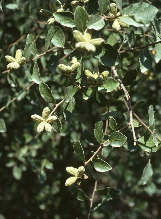 Arbre a savon (Quillaja saponaria) feuillage et branches