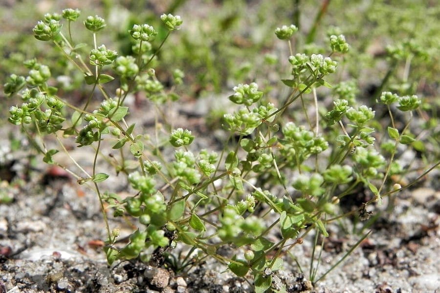 Radiola linoides with fine branches and minuscule white flowers