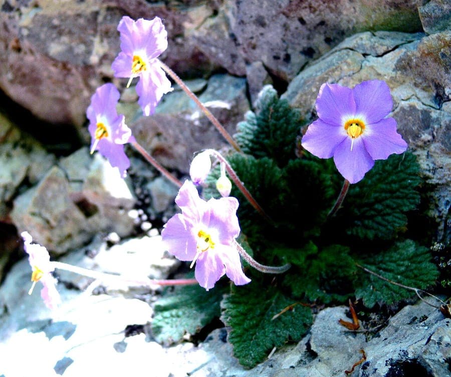 Ramonda myconi met paarse bloemen in natuurlijke habitat