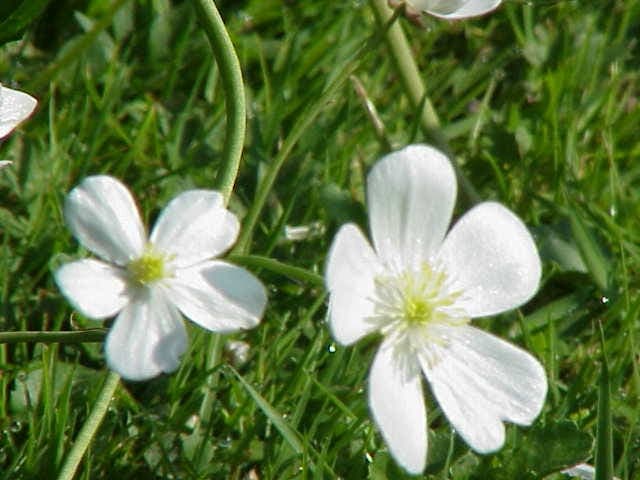 Ranunculus aconitifolius avec ses fleurs blanches caracteristiques et ses feuilles profondement lobees