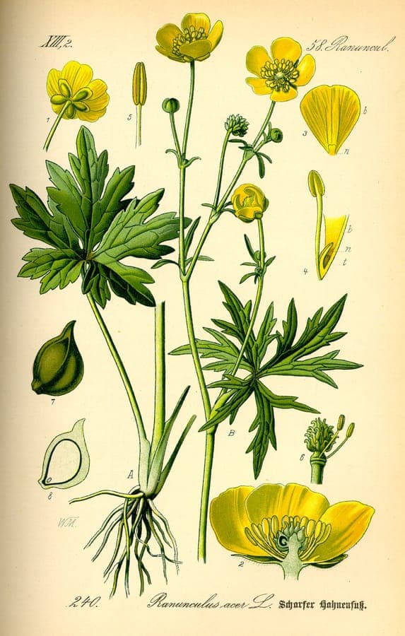 Ranunculus acris mit charakteristischen glanzenden gelben Bluten und aufrechtem Wuchs