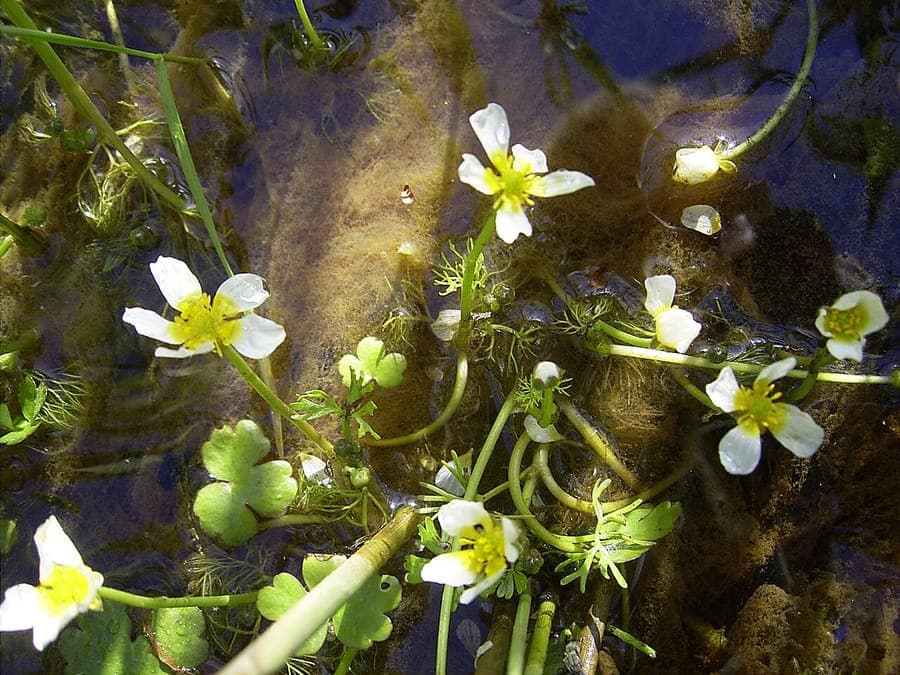 Ranunculus aquatilis renoncule aquatique en fleur