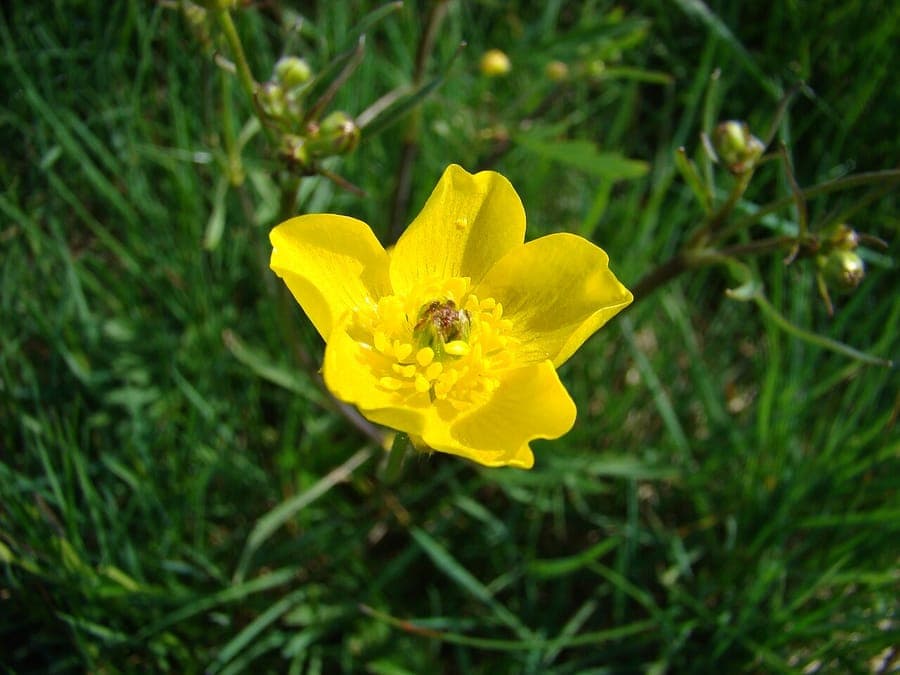 Ranunculus arvensis renoncule des champs jaune