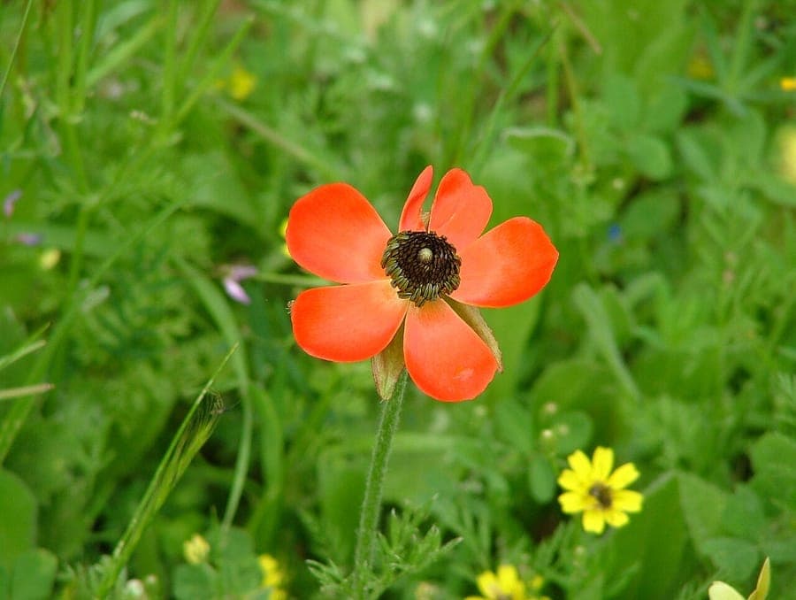 Volledige, veelkleurige bloemen van Perzische Ranonkel in diverse tinten