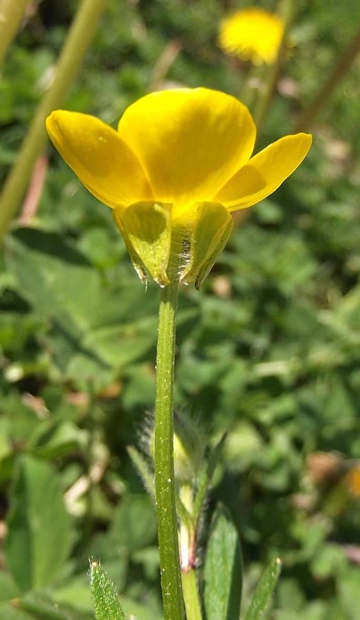 Ranunculus bulbosus bulbous buttercup yellow flowers