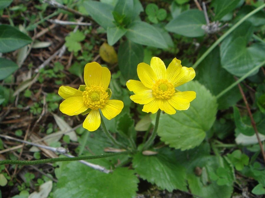 Blasige Hahnenfuss met glanzende gele bloemen en blaasachtige geaderde bladeren
