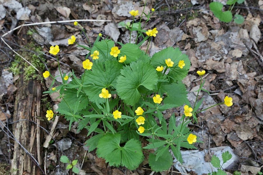 Cassubian buttercup flower in bloom