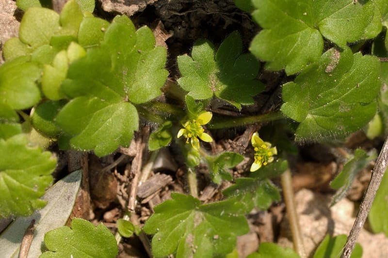 Ranunculus chius - Chios-boterbloem met gele bloemen