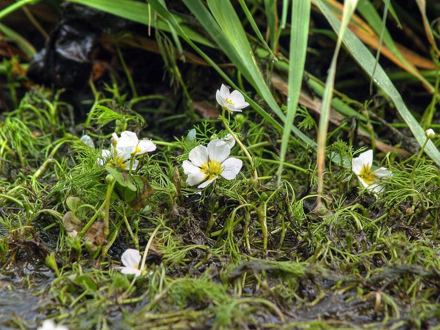 Ranunculus circinatus renoncule divariquee blanc