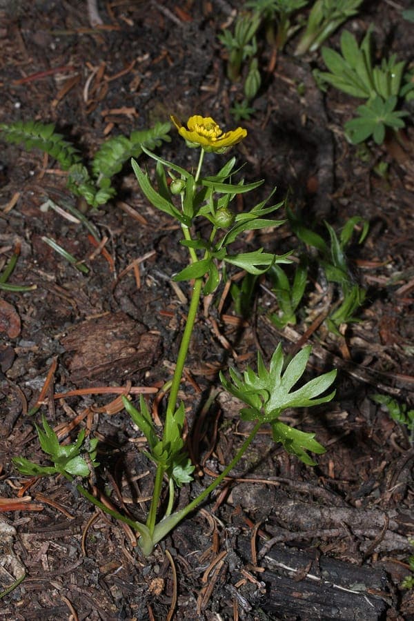 Renoncule d'Eschscholtz avec fleurs jaune doré en milieu alpin