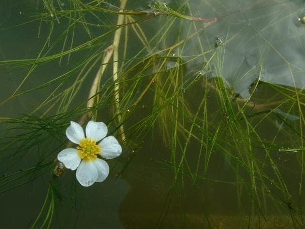 River water-crowfoot with fine submerged leaves in flowing water