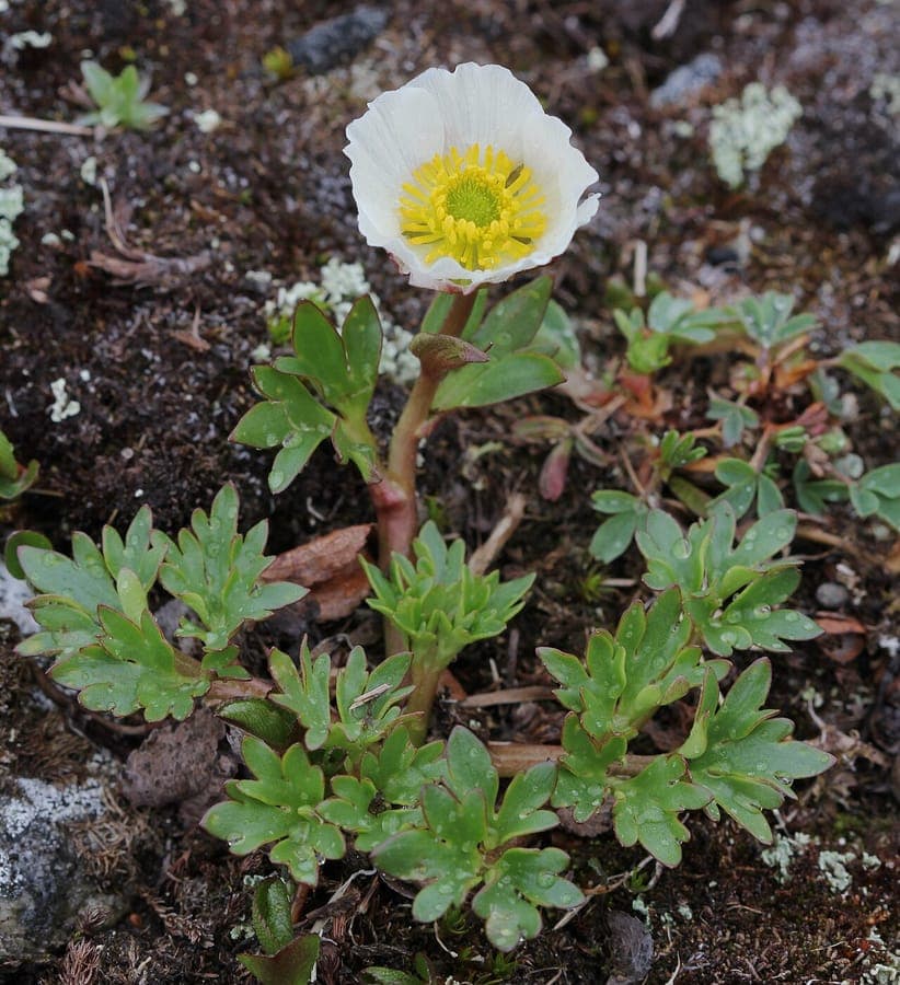 Ranunculus glacialis flowering on rocks with white and pink blooms