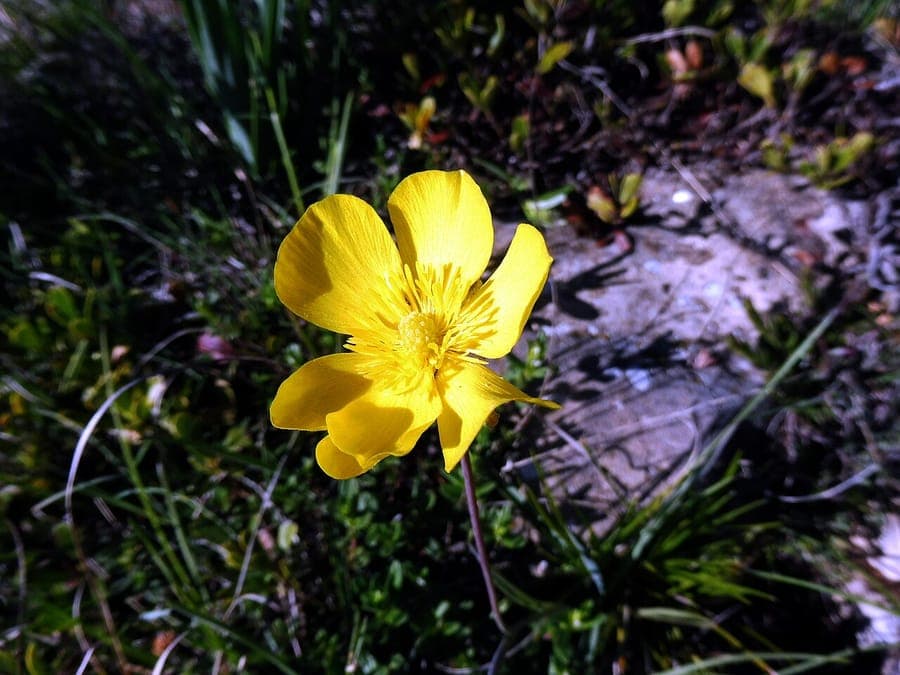 Renoncule graminee avec fleurs jaunes