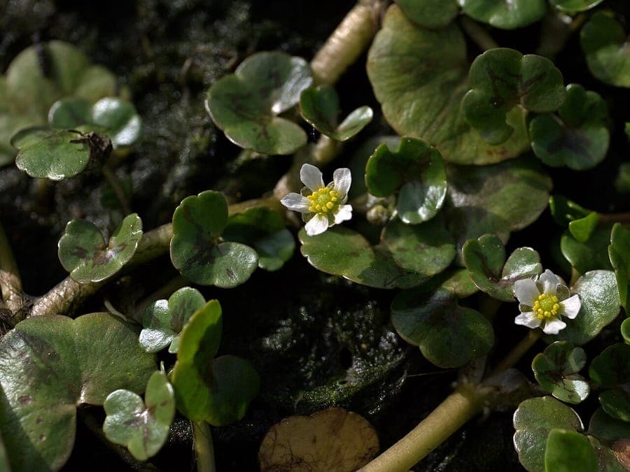 Ivy-leaf crowfoot with tiny white flowers and ivy-like leaves