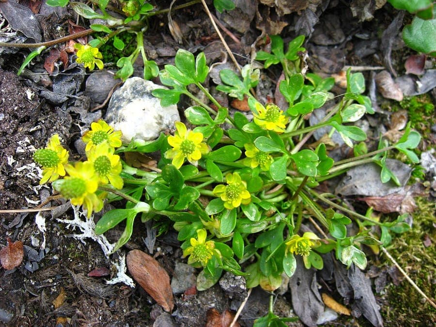 High northern buttercup with yellow flowers