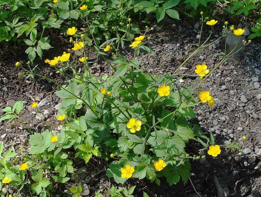 Downy buttercup with bright yellow flowers