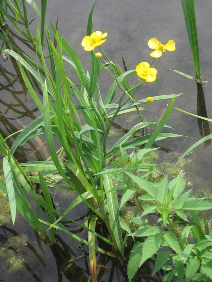 Grote boterbloem met gele bloemen in waterhabitat