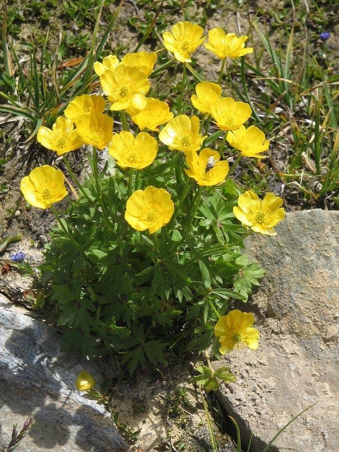 Fleurs jaunes de renoncule des montagnes dans un paysage alpin naturel