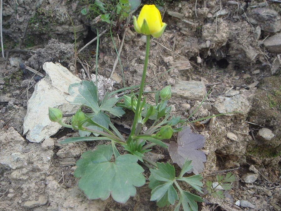 Jersey buttercup with yellow flowers and finely divided leaves