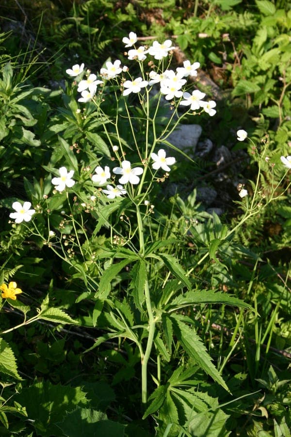 Renoncule a feuilles de platane avec fleurs blanches brillantes et feuilles semblables aux platanes