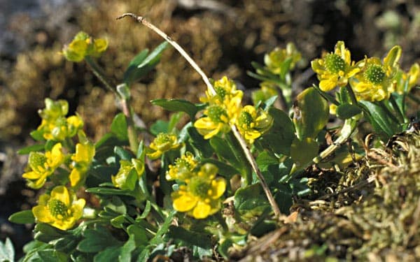 Pygmy buttercup with tiny yellow flowers in alpine mountain setting with rocky terrain