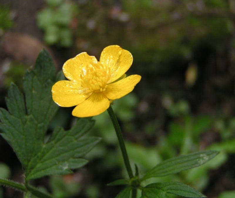 Kruipende boterbloem met glanzend gele bloemen en groeperings groeivorm in vochtige omgeving