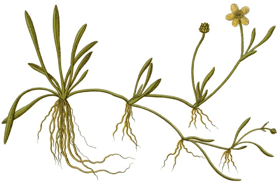 Creeping spearwort with yellow flowers