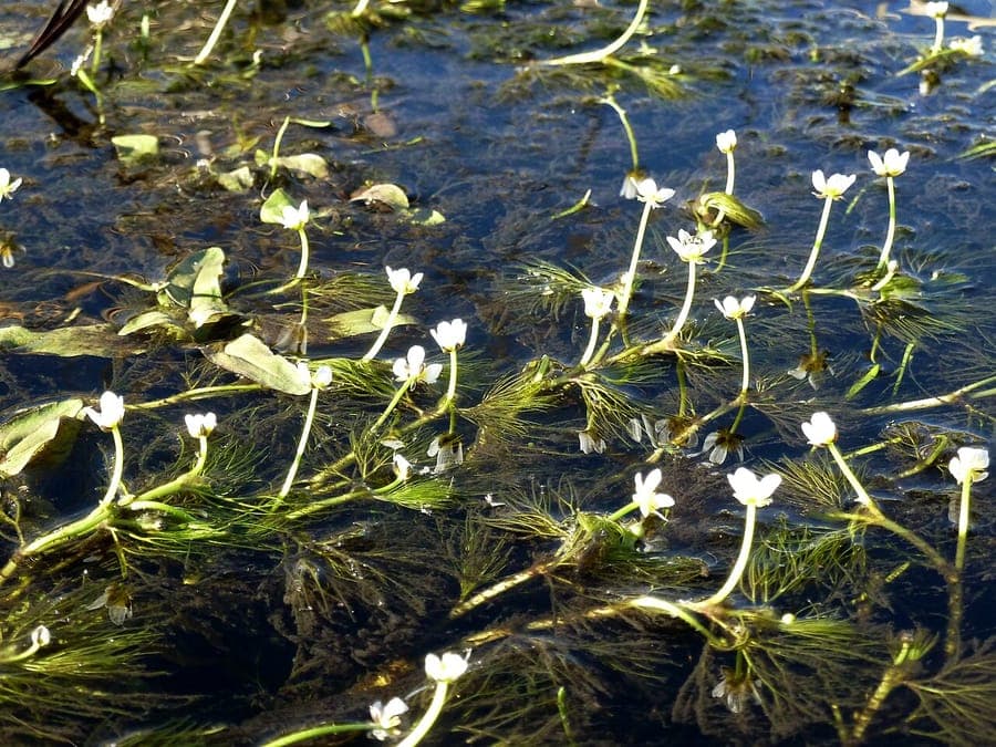 Ranunculus rionii renoncule aquatique avec de petites fleurs blanches flottant a la surface de l'eau