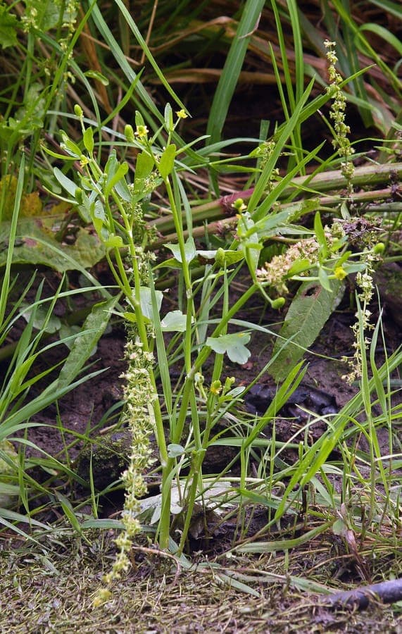 Gift-Hahnenfuß mit winzigen gelben Bluten und charakteristisch schlanken Stengeln in sumpfiger Wasserumgebung