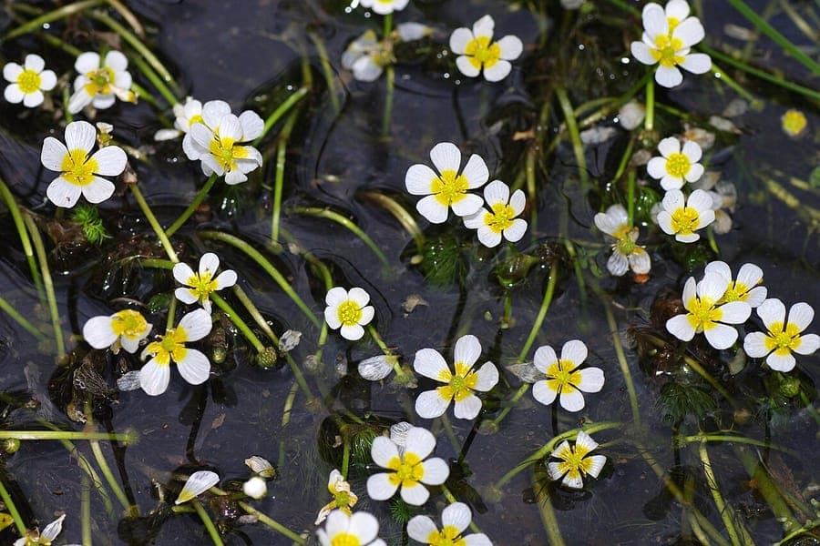 Ranunculus trichophyllus en fleur dans l'eau