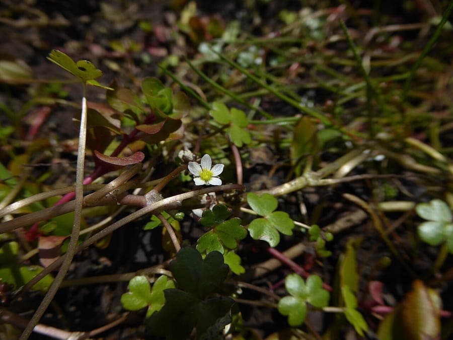Three-lobed crowfoot with white flowers in water